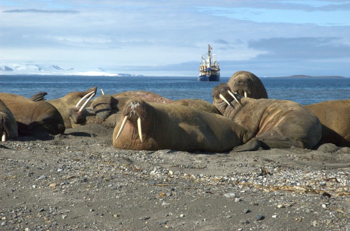 Hvalross  (Odobenus rosmarus)