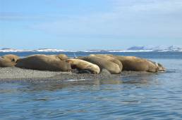 Hvalross (Odobenus rosmarus)