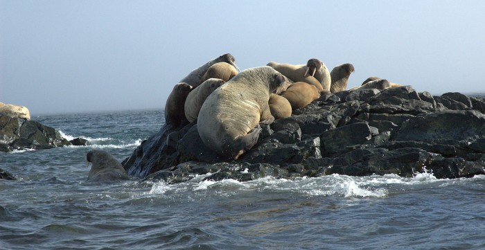 Hvalross  (Odobenus rosmarus)