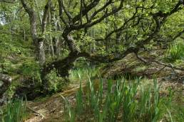 Or (Alnus incana) i vårdrakt