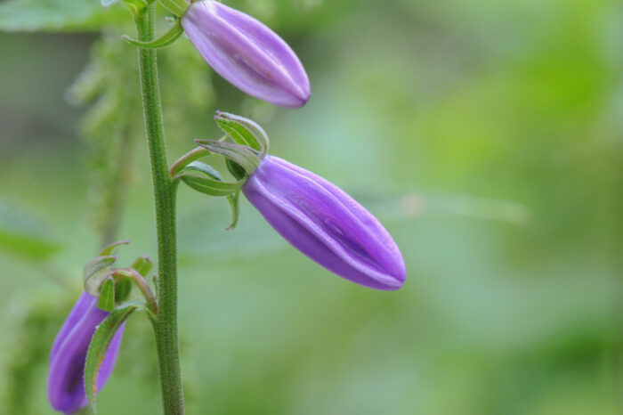 Ugressklokke (Campanula rapunculoides)