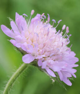 Rødknapp (Knautia arvensis)