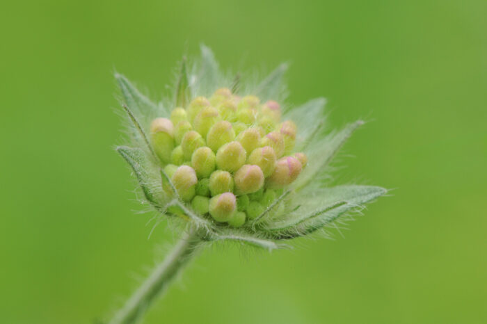 Rødknapp (Knautia arvensis)