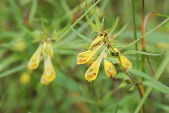 Stormarimjelle (Melampyrum pratense)