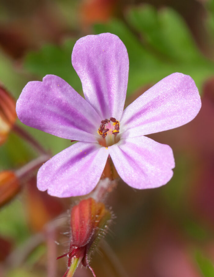 Stankstorkenebb (Geranium robertianum)