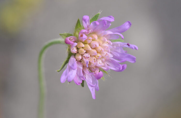 Rødknapp (Knautia arvensis)