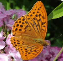 Keiserkåpe (Argynnis paphia)