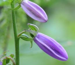 (Campanula rapunculoides)