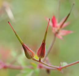 Stankstorkenebb (Geranium robertianum)