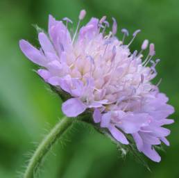 Rødknapp (Knautia arvensis)