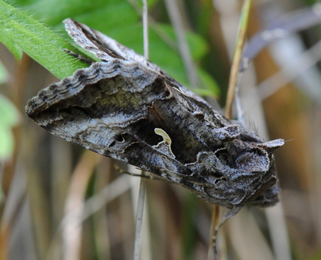 Gammafly (Autographa gamma)