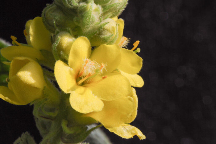 Filtkongslys (Verbascum thapsus)