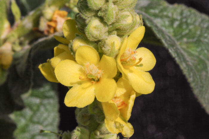 Filtkongslys (Verbascum thapsus)