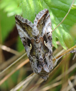 Gammafly (Autographa gamma)