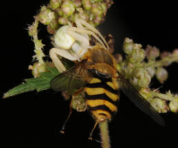 Kameleonkrabbeedderkopp (Misumena vatia) spiser Blomsterflue (Syrphus ribesii)