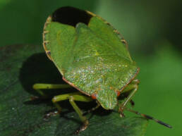 Grønn stinktege (Palomena prasina)