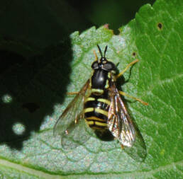 Åkervepseblomsteflue (Chrysotoxum cautum)