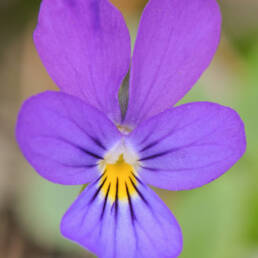 Stemorsblomst (Viola tricolor)