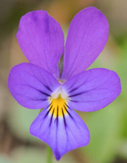 Stemorsblomst (Viola tricolor)