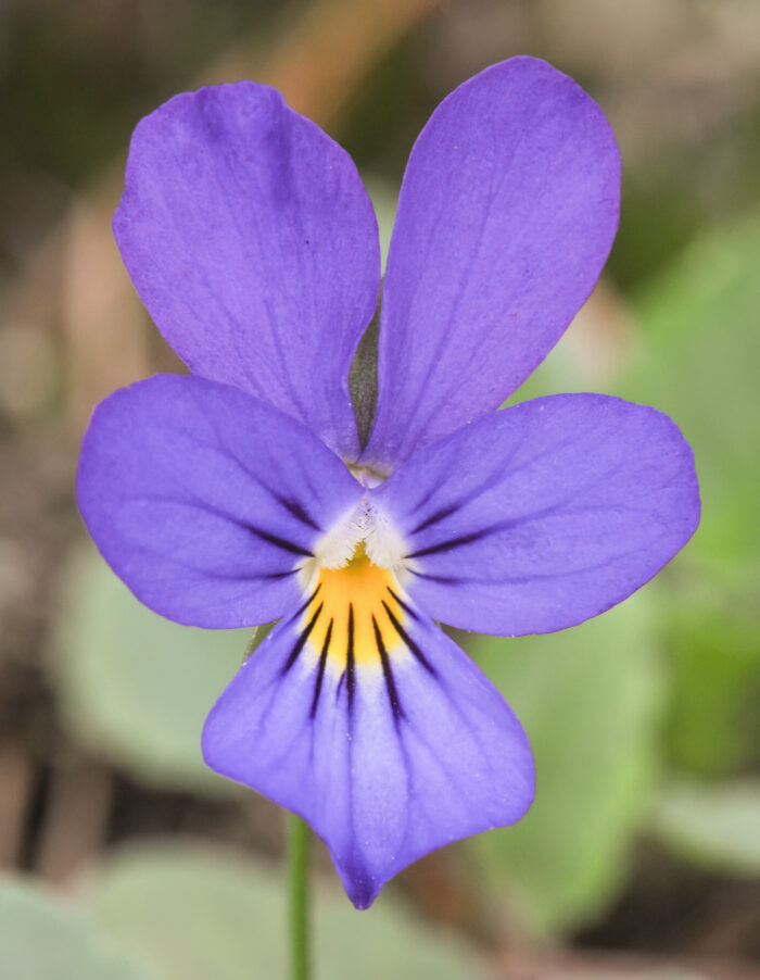 Stemorsblomst (Viola tricolor)