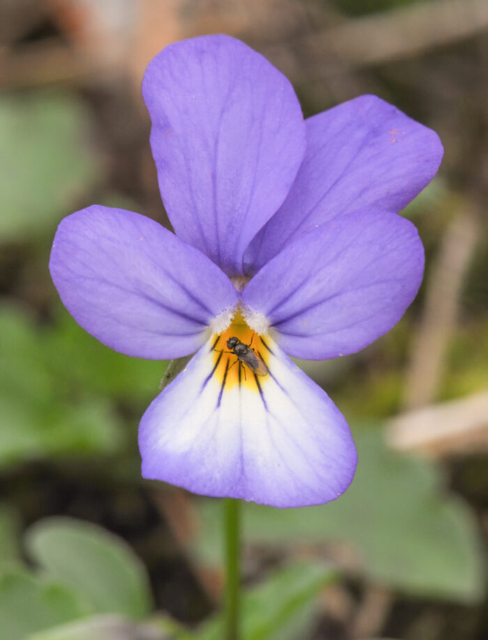 Stemorsblomst (Viola tricolor)