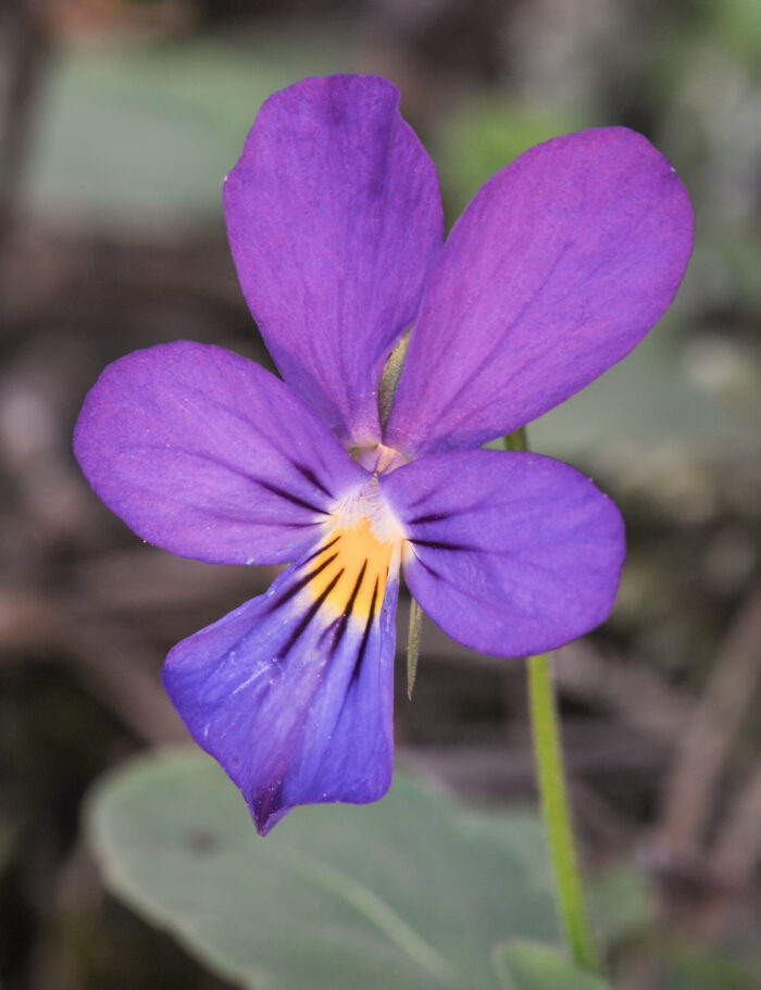 Stemorsblomst (Viola tricolor)