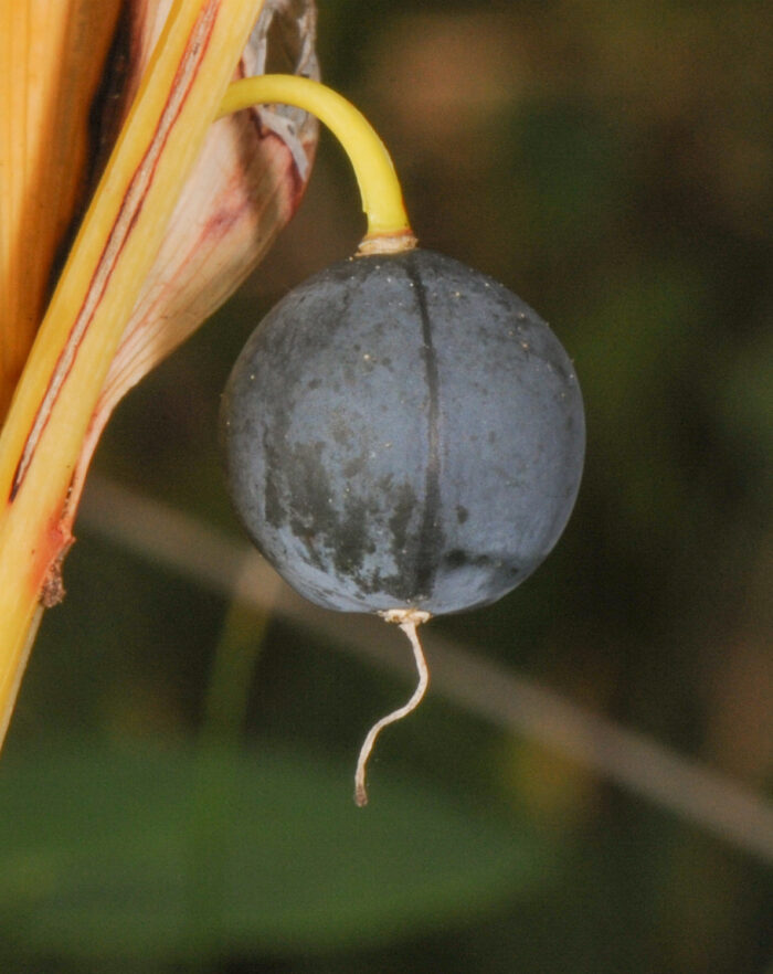 Storkonvall (Polygonatum multiflorum)