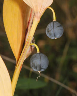 Storkonvall (Polygonatum multiflorum)