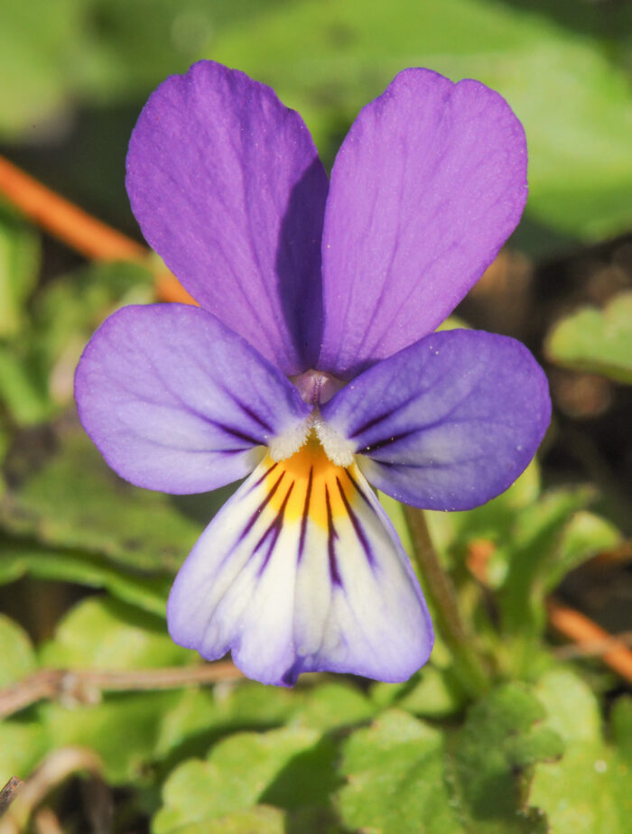 Stemorsblomst (Viola tricolor)