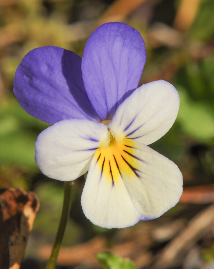 Stemorsblomst (Viola tricolor)