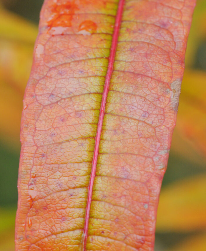 Geitrams (Chamerion angustifolium)