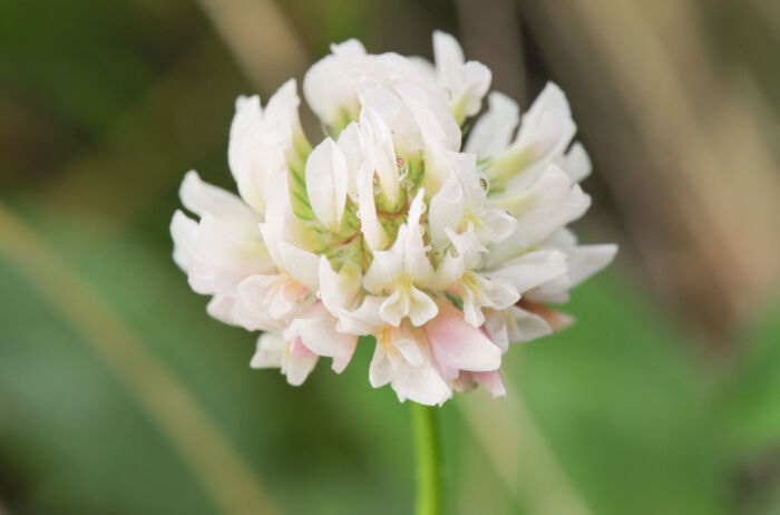 Alsikekløver (Trifolium hybridum)