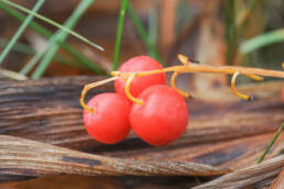 Liljekonvall (Convallaria majalis)