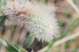 Harekløver (Trifolium arvense)