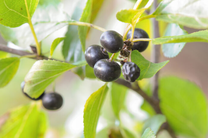 Geitved (Rhamnus cathartica)