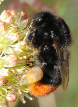 Bombus lapidarius