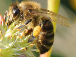 Honningbie (Apis mellifera)