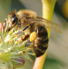 Honningbie (Apis mellifera)