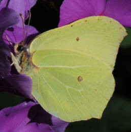 Sitronsommerfugl (Gonepteryx rhamni)