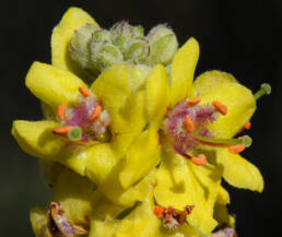 Mørkkongslys (Verbascum nigrum)