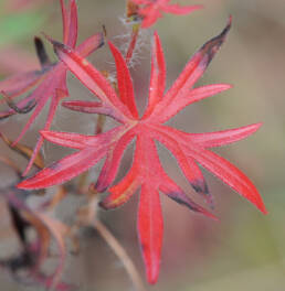 Blodstorkenebb (Geranium sanguineum)