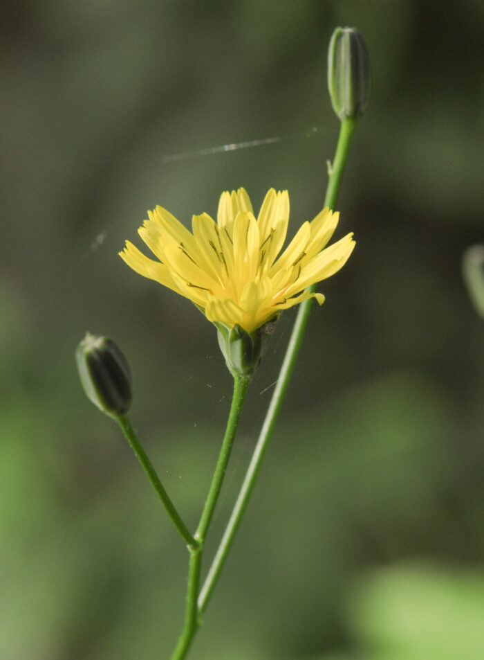 Haremat (Lapsana communis)