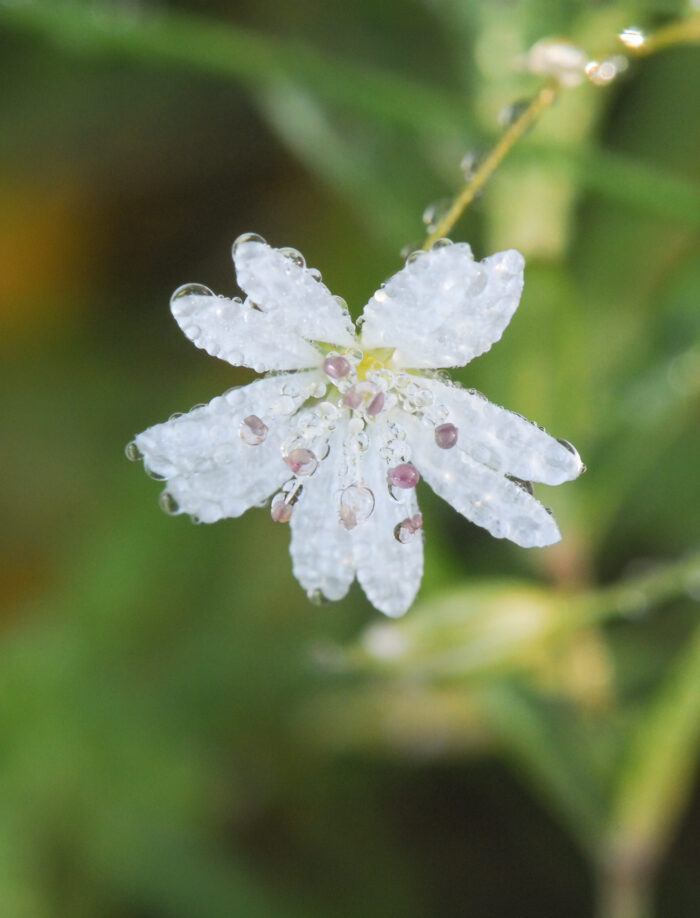 Gresstjerneblom (Stellaria graminea)