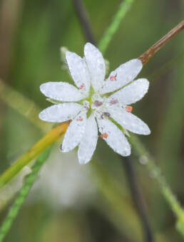 Gresstjerneblom (Stellaria graminea)