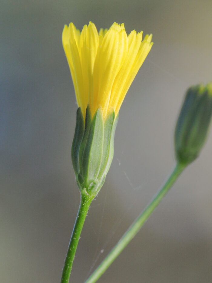 Haremat (Lapsana communis)