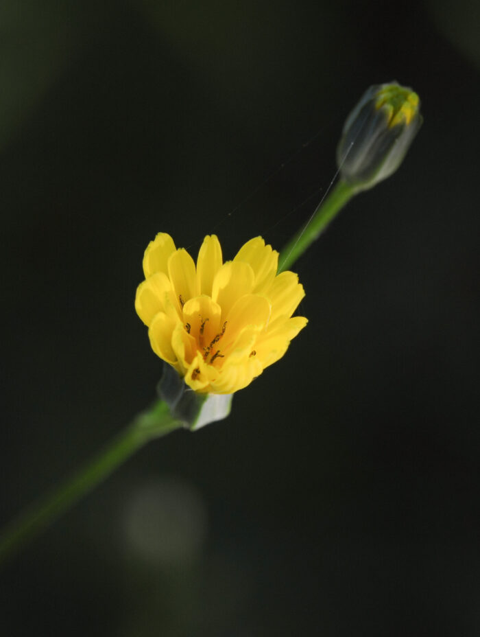 Haremat (Lapsana communis)