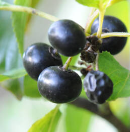 Geitved (Rhamnus cathartica)