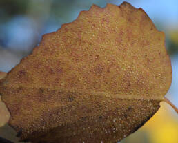 Osp (Populus tremula)