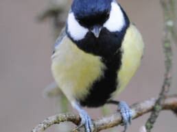 Kjøttmeis (Parus major)