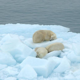 Isbjørn (Ursus maritimus)